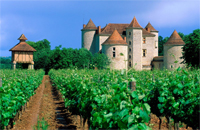 Виноградники во Франции